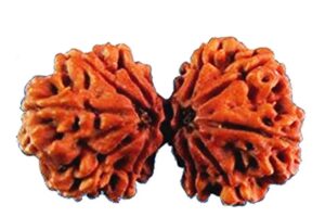 Gauri Shankar Rudraksha